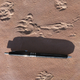 Image for article titled It's A Blast To The Prehistoric Past For National Fossil Day